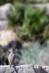 Only bird I saw there, too bad it was not a stork