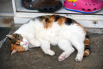 Another lazy cat enjoying her afternoon nap