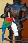 Another purpose for a suit of armour is ... a parrot stand!