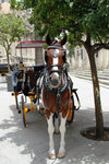 Horse-drawn carriage in Seville