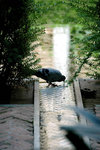 Pigeon drinking water off the water channel in Patio del Yeso