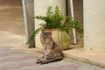 Living guardian of the museum, I surely will not mess around with him!