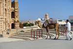 A camel wearing a cap :)