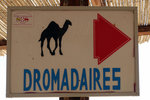 Camels this way please~