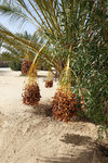 Dates palms with lots of dates, what's more.. they were easily reachable too!