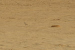 Another wildlife that caught my attention. This bird was merrily walking along the desert when I spotted it.