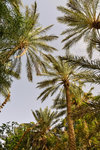 Palmeraies were very common in North African countries, especially in oases. The date palms have separate male and female versions, and one male can pollinate up to 100 females