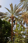 The workers had to climb up to these 30,000 palms 3 times a year, for pollination, leaves cutting and dates harvesting