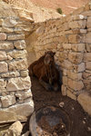 Soon we visited a house where it was guarded by a camel