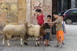 Eid al-Adha is the festival to commemorate the story that Abraham almost sacrificed his son to God. So nowadays the muslims will sacrifice these sheep on that day. I guess these kids were waving goodbye to their pets! Poor things!