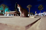 Was trying to take some night shot of the pool when this cat got in my way