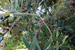 There were also olive trees too