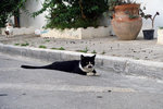 Another lazy yet angry cat lying on the streets of Tunisia... this one has even got a mustache...