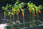 They like to grow chili/pepper everywhere