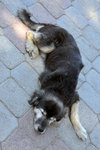 Do you know how lazy he is? He was there when we passed in the afternoon, still lying there when we finished our dinner late at night...