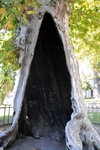 Just an ordinary old tree inside the many gardens/courts of the palace