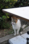 Why is it licking its lips with this cunning look? has it stolen from my food pile already without me noticing?