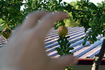 Just like the pumpkins, pomegranates are everywhere in Turkey too