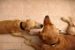 small dog: "Come and Play" big dog: "Pxss off, can't u see I'm sleeping"