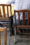 Most dogs were taught how to sit... I rarely see cats were taught how to stand... maybe this is the power of food...