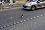 Obviously the little kitten has not learnt the art of jaywalking on the streets of Istanbul... but don't need to worry, we all know cats have nine lives...