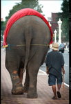 elephant and its master