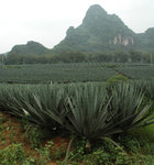 see of agaves