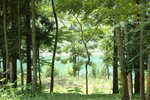trees in idyll