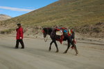 tibetian