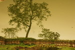 tree's family