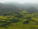 Rapeseed flower fields