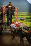 Luoping 07s