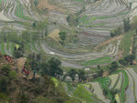 Luoping 08s