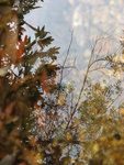 IMG_0498as
