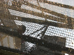 IMG_0615s