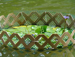 DSC00071