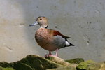 IMG_2796-1