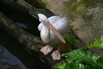 IMG_3199-1