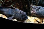 IMG_5422-1