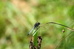 IMG_0371-1