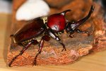 IMG_0225-1