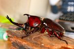IMG_0229-1