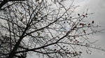 IMG_1296
