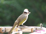IMG_3982