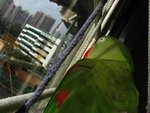IMG_0394