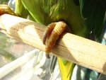 IMG_0399