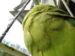 IMG_0408