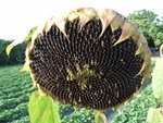 R0010553
