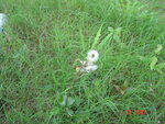 DSC00007