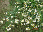 DSC00008